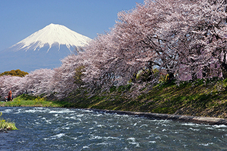 写真：平成24年度富士山と桜部門入選6