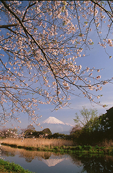 写真：平成24年度富士山と桜部門入選7