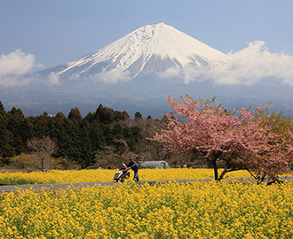 写真：平成24年度富士山と桜部門入選8