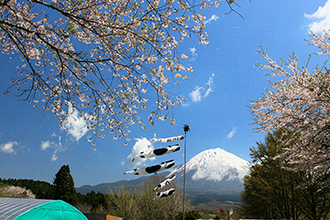 写真：平成24年度富士山と桜部門入選9