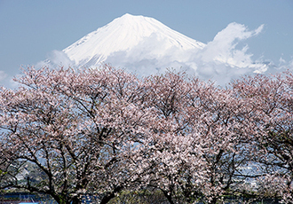 写真：平成24年度富士山と桜部門入選10