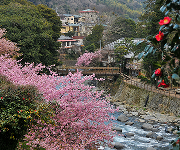 写真：平成24年度静岡県内の早咲き桜部門特選