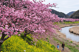 写真：平成24年度静岡県内の早咲き桜部門入選3