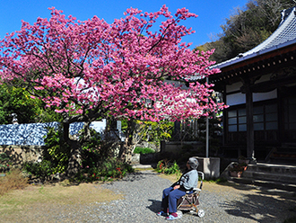 写真：平成24年度静岡県内の早咲き桜部門入選5