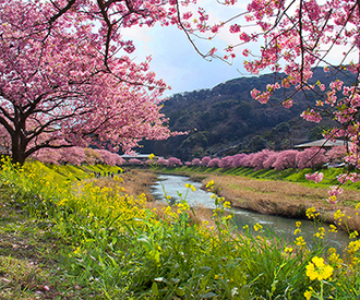 写真：平成24年度静岡県内の早咲き桜部門入選7