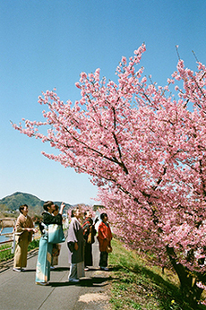 写真：平成24年度静岡県内の早咲き桜部門入選10