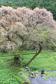 写真：平成25年度静岡県内の桜部門入選3