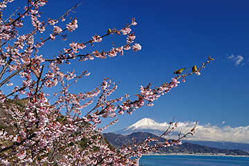写真：平成25年度富士山と桜部門特選