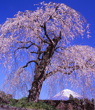 写真：平成25年度富士山と桜部門準特選1