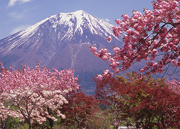 写真：平成25年度富士山と桜部門準特選2