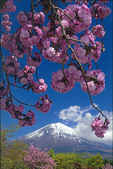 写真：平成25年度富士山と桜部門入選1