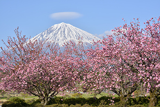写真：平成25年度富士山と桜部門入選2