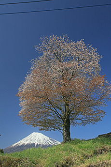 写真：平成25年度富士山と桜部門入選5