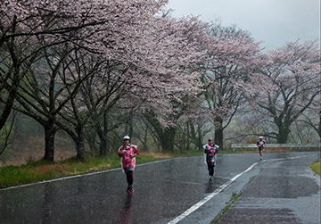 写真：平成26年度静岡県内の桜部門準特選2