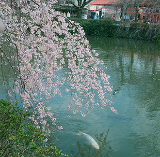 写真：平成26年度静岡県内の桜部門入選3