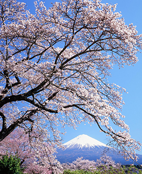 写真：平成26年度富士山と桜部門準特選2
