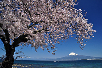 写真：平成26年度富士山と桜部門入選1