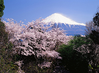 写真：平成26年度富士山と桜部門入選4