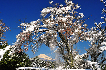 写真：平成22年度富士山と桜部門特選