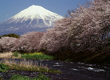 写真：平成22年度富士山と桜部門準特選1