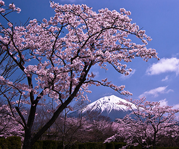 写真：平成22年度富士山と桜部門準特選2