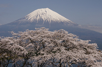 写真：平成22年度富士山と桜部門入選2