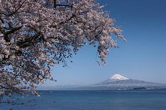 写真：平成22年度富士山と桜部門入選3
