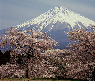 写真：平成22年度富士山と桜部門入選4