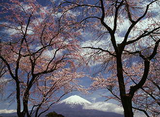 写真：平成22年度富士山と桜部門入選5