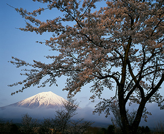 写真：平成22年度富士山と桜部門入選6