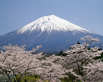 写真：平成22年度富士山と桜部門入選7