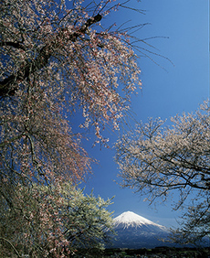 写真：平成22年度富士山と桜部門入選8