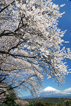 写真：平成22年度富士山と桜部門入選10