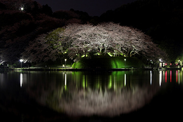 写真：平成22年度静岡県内の桜部門準特選1