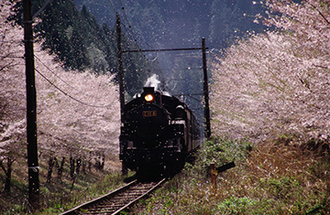 写真：平成22年度静岡県内の桜部門入選2