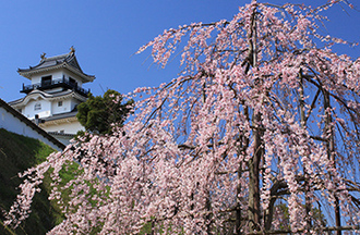 写真：平成22年度静岡県内の桜部門入選4