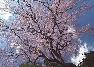 写真：平成22年度静岡県内の桜部門入選6
