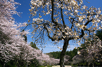 写真：平成22年度静岡県内の桜部門入選8