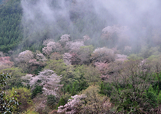 写真：平成27年度静岡県内の桜部門入選3