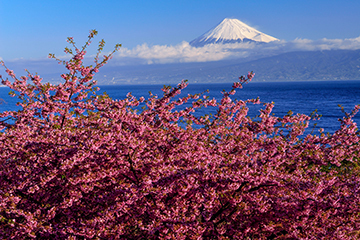写真：平成27年度富士山と桜部門特選