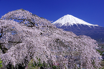 写真：平成27年度富士山と桜部門準特選1