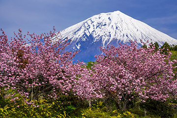 写真：平成27年度富士山と桜部門準特選2