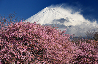 写真：平成27年度富士山と桜部門入選1