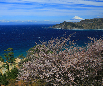 写真：平成27年度富士山と桜部門入選4