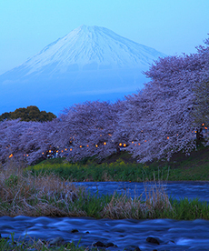 写真：平成27年度富士山と桜部門入選5
