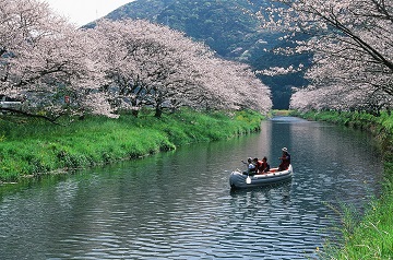 写真：平成28年度県内の桜部門・特選