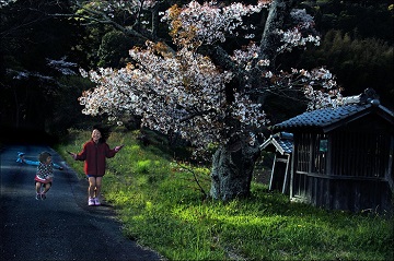 写真：平成28年度県内の桜部門準特選1