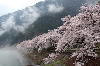 写真：平成28年度県内の桜部門入選5