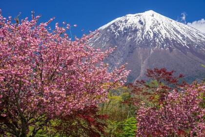 写真：平成28年度富士山と桜部門特選