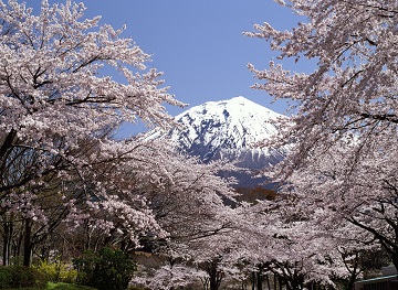 写真：平成28年度富士山と桜部門準特選1